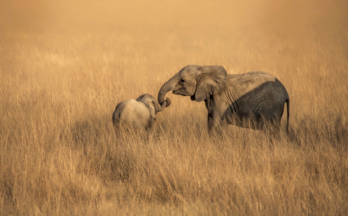 Elephants holding their horns